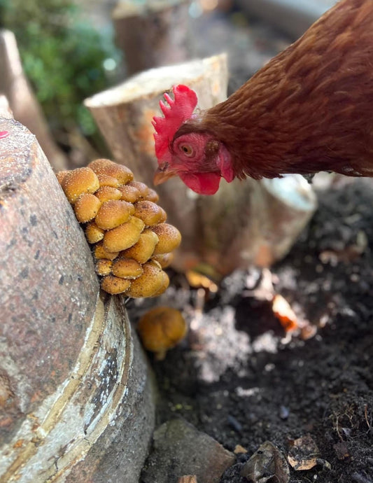 Schüpplinge als Kulturpilze? - Portrait zu Pholiota adiposa und Pholiota nameko