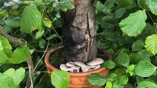 Pilze aus Pilzholz in Topf mit Kragenrand