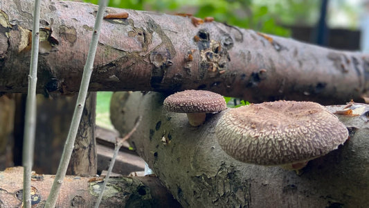 Shiitake Aktivierung