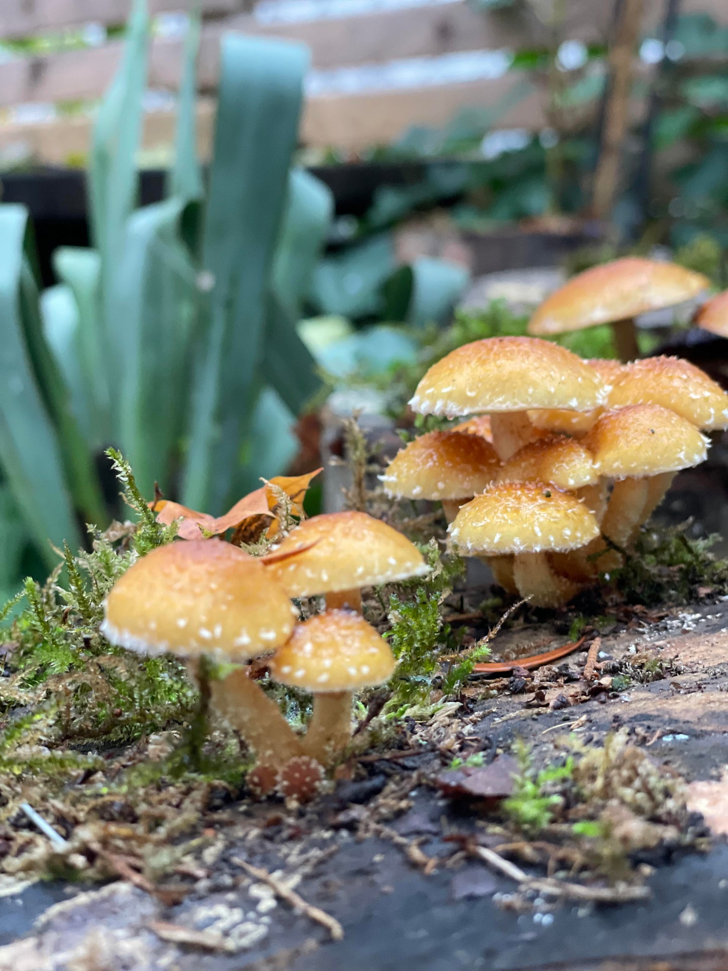 Pilzholz Adiposa (Pholiota adiposa)