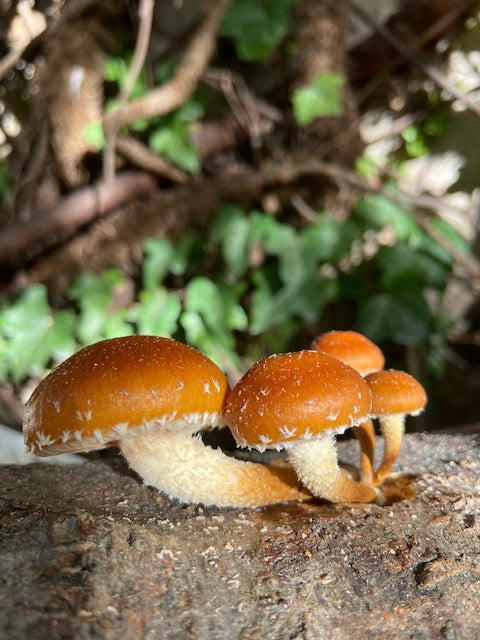 Pilzholz Adiposa (Pholiota adiposa)