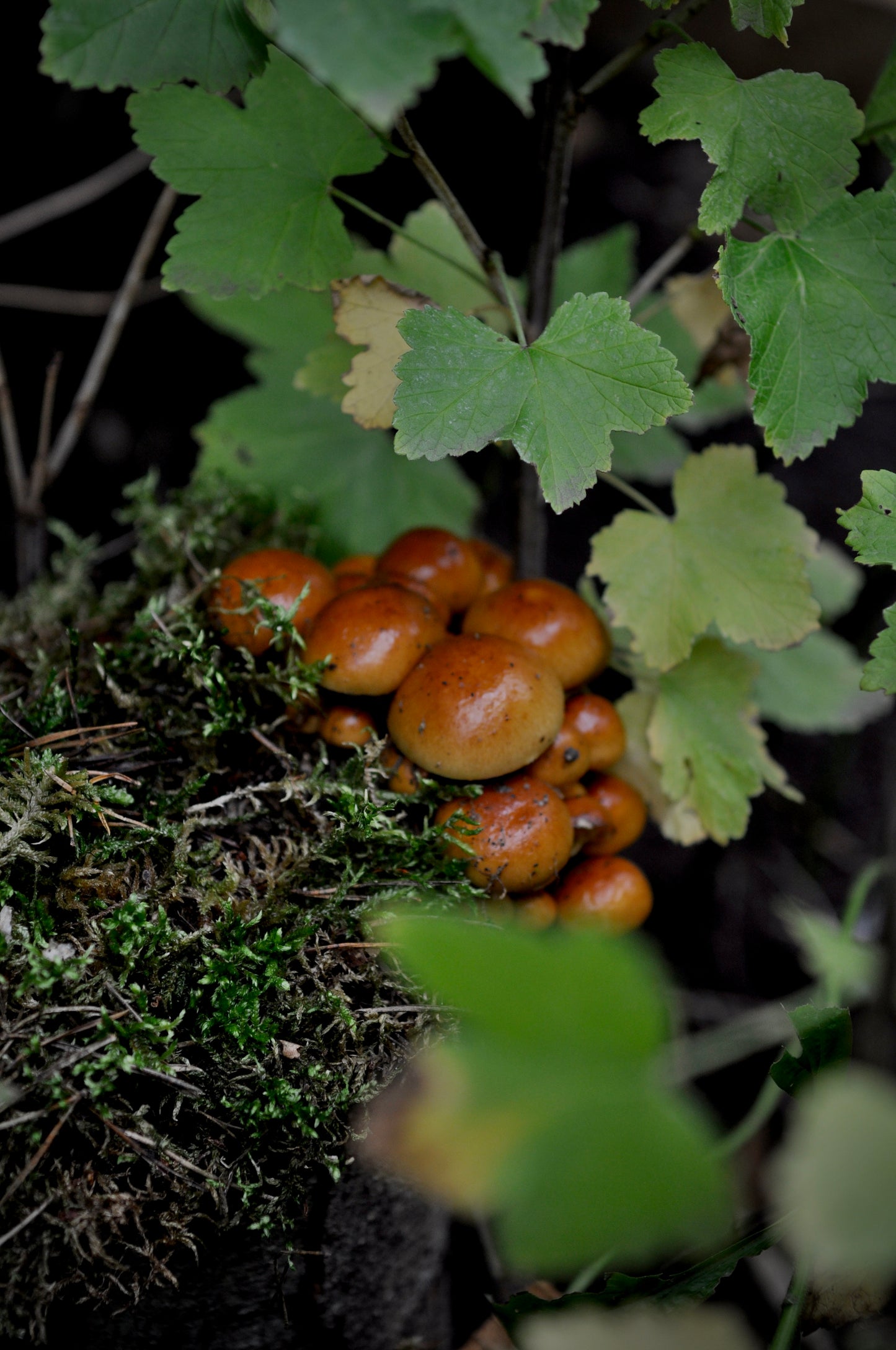 Pilzholz Nameko (Pholiota nameko)