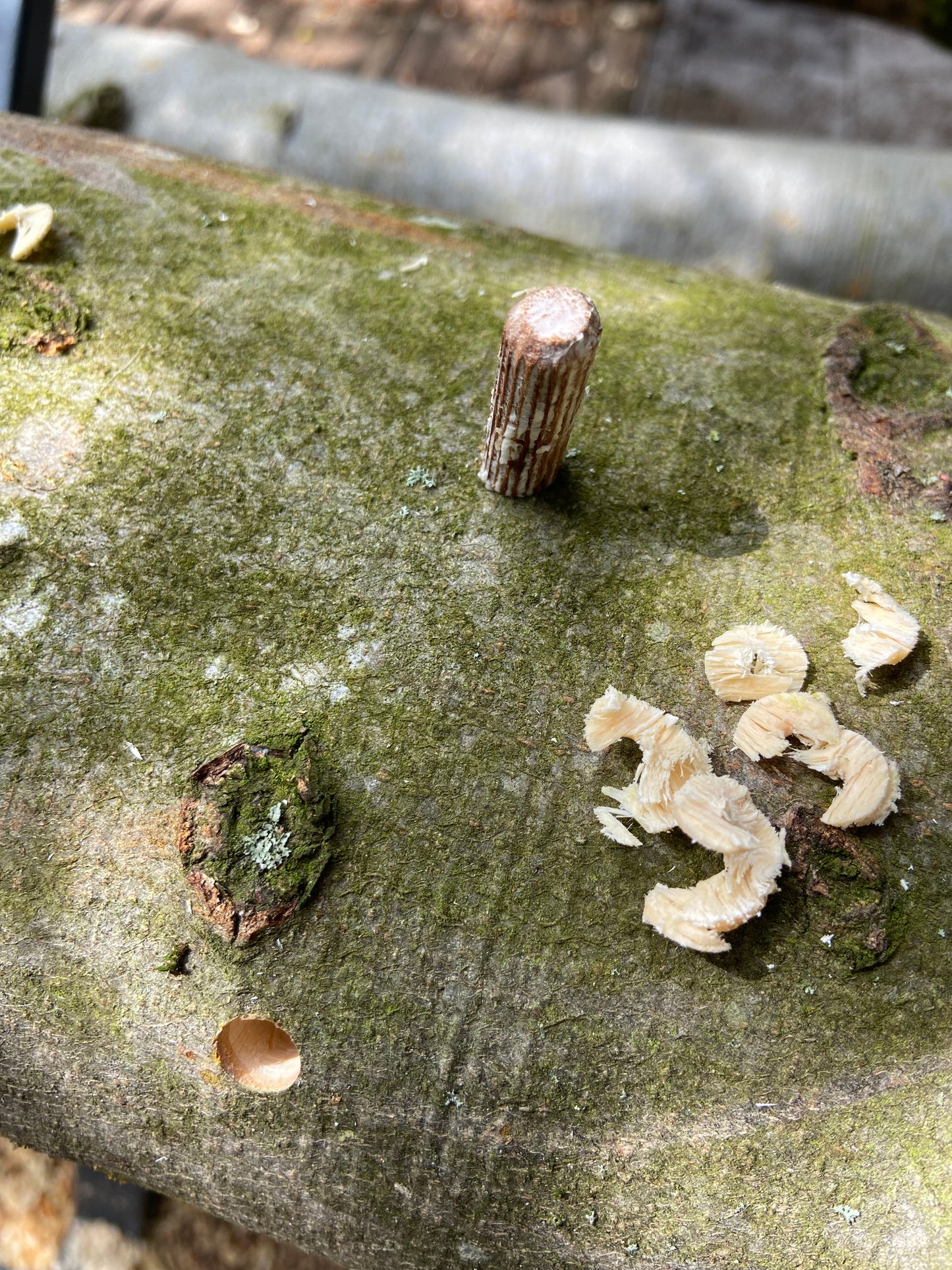 Bohraufsatz "Dübel-Impfung" / Mushroom Drill Bit