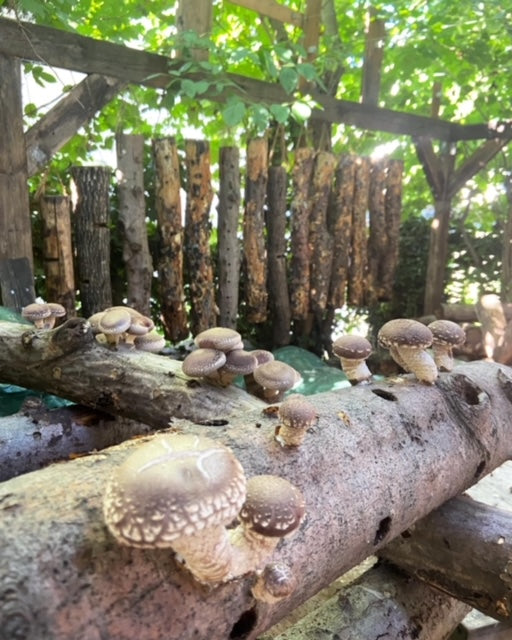Pilzholz Shiitake (Lentinula edodes)