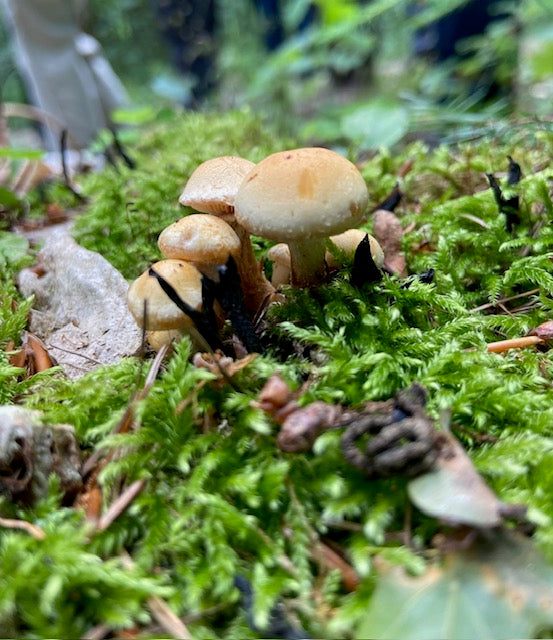 Pilzholz Stockschwämmchen (Kuehneromyces mutabilis)