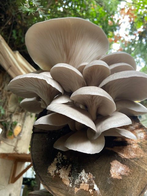 Impfdübel - verschiedene Sorten