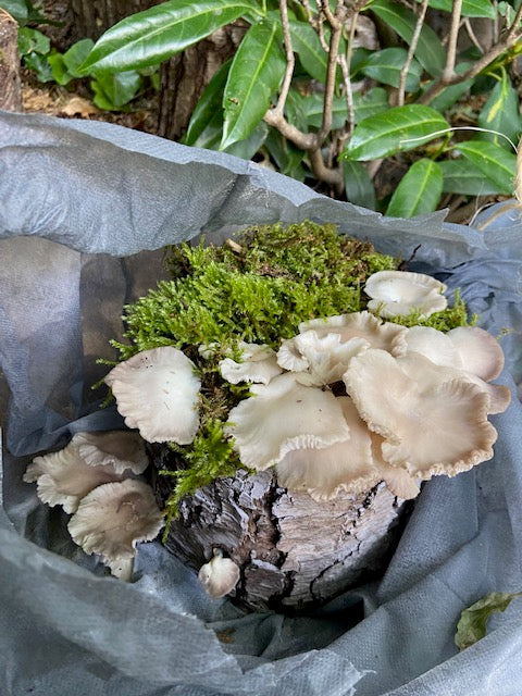 Pilzholz Kastanienseitling (Pleurotus pulmonarius)