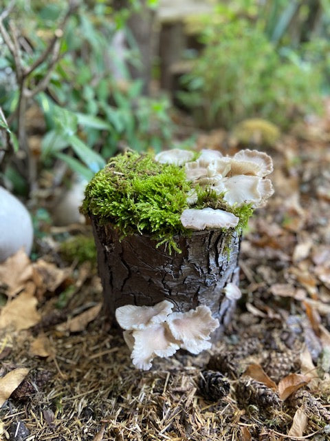 Pilzholz Kastanienseitling (Pleurotus pulmonarius)