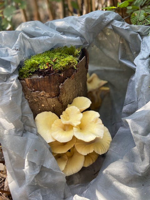 Pilzholz Limonenseitling (Pleurotus citrinopileatus)