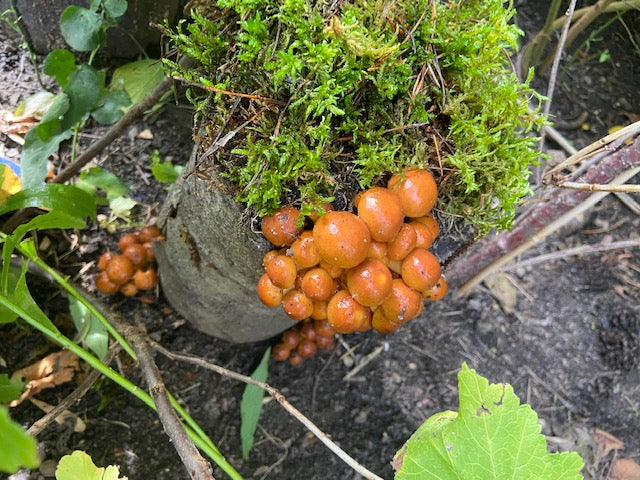 Pilzholz Nameko (Pholiota nameko)