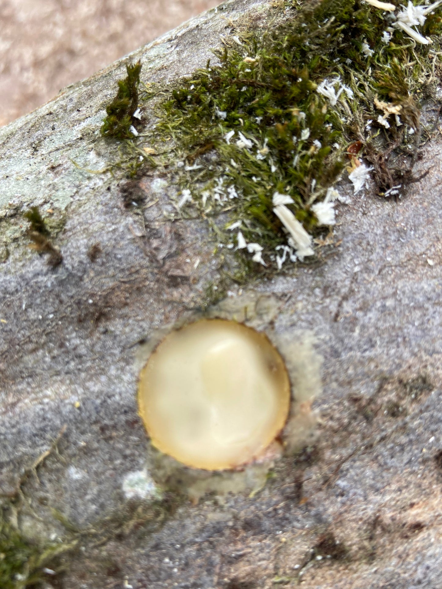 Bohraufsatz "Dübel-Impfung" / Mushroom Drill Bit