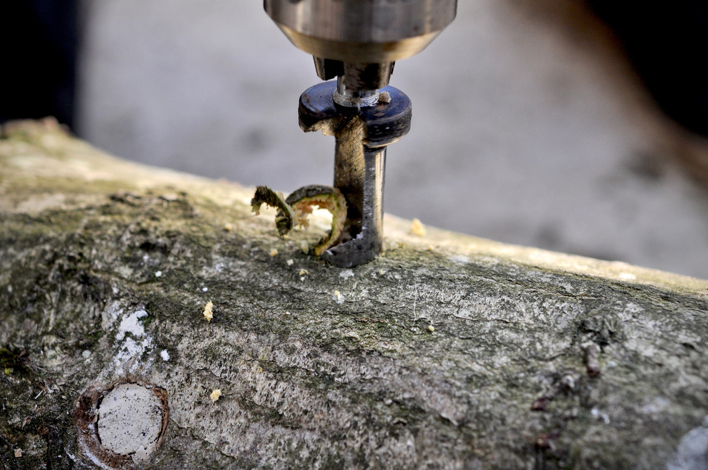 Bohraufsatz "Bohrloch-Impfung" / Mushroom Drill Bit