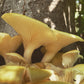 Pilzholz Limonenseitling (Pleurotus citrinopileatus)