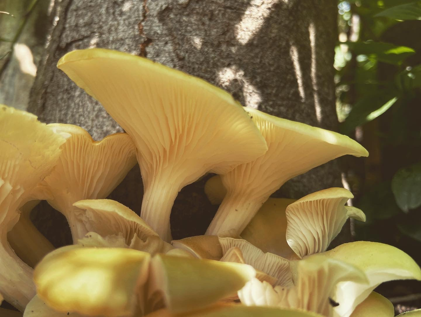 Pilzholz Limonenseitling (Pleurotus citrinopileatus)