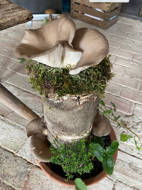 Pilzholz Austernseitling (Pleurotus ostreatus)