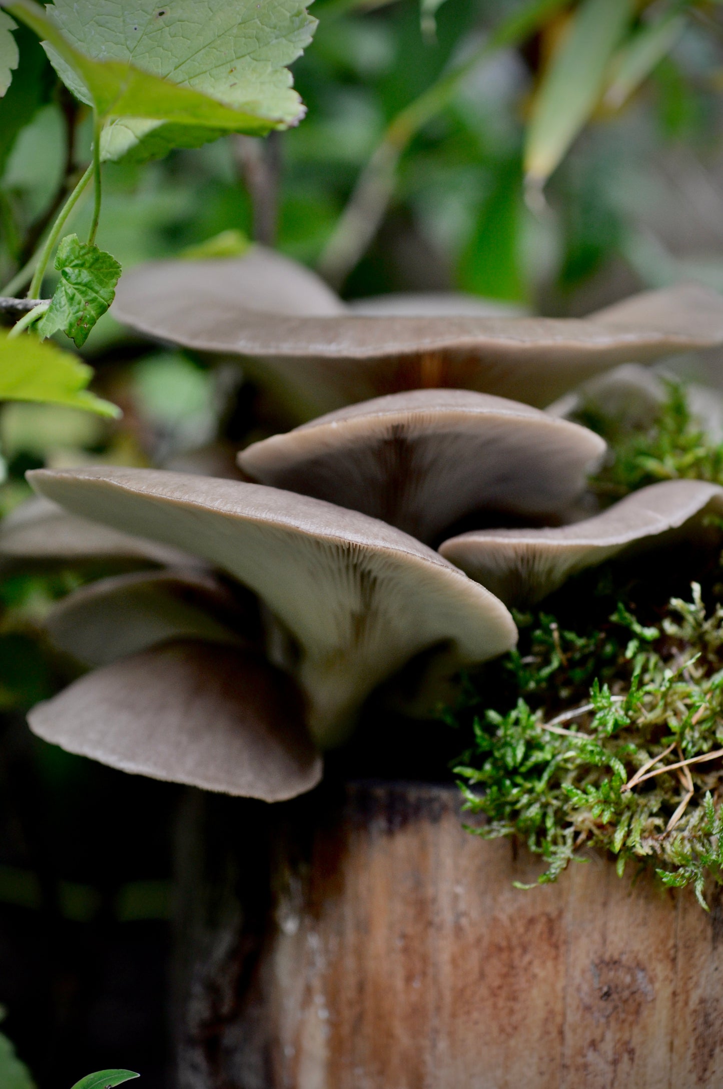 Pilzholz Austernseitling (Pleurotus ostreatus)