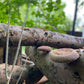 Pilzholz Shiitake (Lentinula edodes)