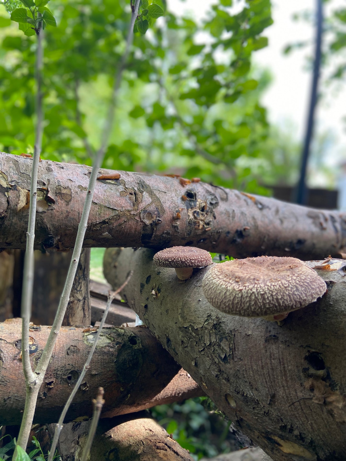 Pilzholz Shiitake (Lentinula edodes)