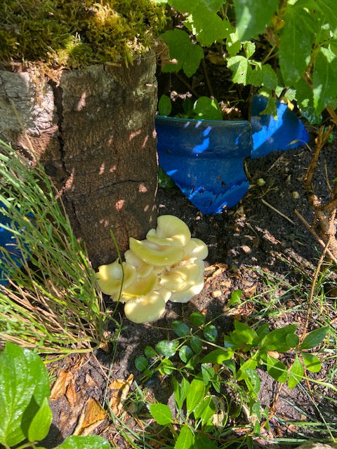 Pilzholz Limonenseitling (Pleurotus citrinopileatus)