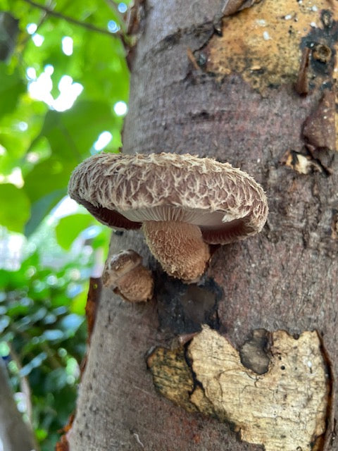 Pilzholz Shiitake (Lentinula edodes)