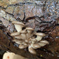 Pilzholz Austernseitling (Pleurotus ostreatus)