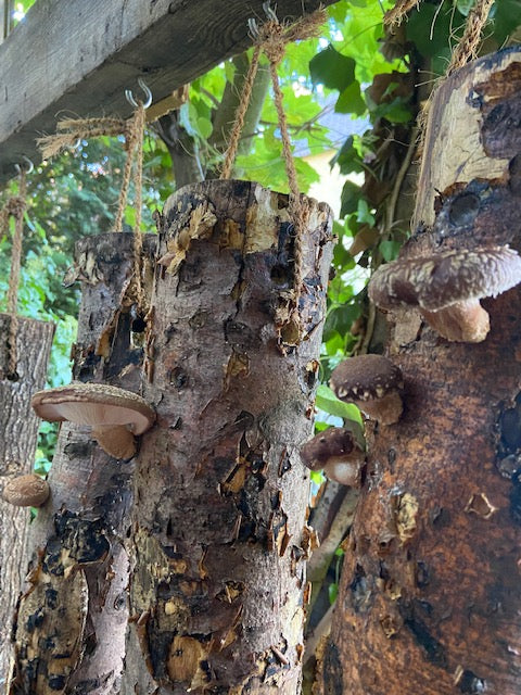 Pilzholz Shiitake (Lentinula edodes)