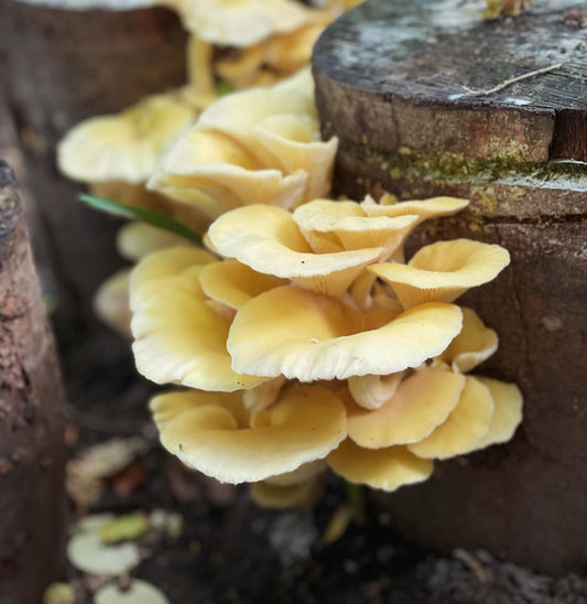 Pilzholz Limonenseitling (Pleurotus citrinopileatus)
