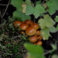 Pilzholz Nameko (Pholiota nameko)