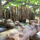 Pilzholz Shiitake (Lentinula edodes)