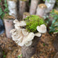 Pilzholz Kastanienseitling (Pleurotus pulmonarius)