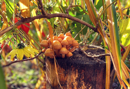 Pilzholz Stockschwämmchen (Kuehneromyces mutabilis)