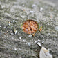 Bohraufsatz "Bohrloch-Impfung" / Mushroom Drill Bit