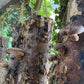 Pilzholz Shiitake (Lentinula edodes)